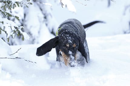 Nova i skogen under drev.