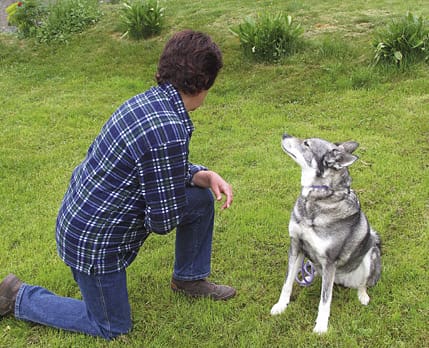 Att vända andra kinden till kan vara lugnande även på en hund. Här visar Ewa Zander hur det har en lugnande effekt på jämthundstiken Hilda.