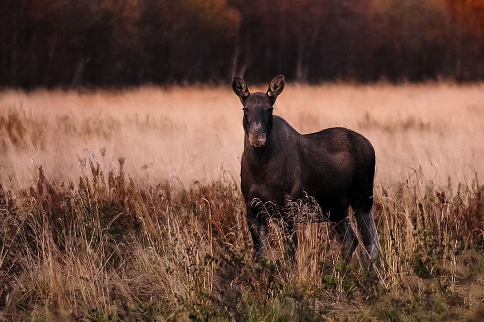 Inför nästa jaktsäsong har Viltcentralen i Finland ökat tilldelningen av älg.