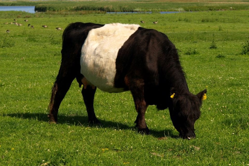 En dansk lantbrukare tvingas halvera sin gallowaybesättning efter ett vargbesök.