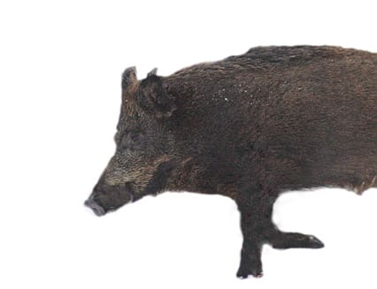 Vildsvinen går hårt åt de mognande skördarna i Växjö-området.