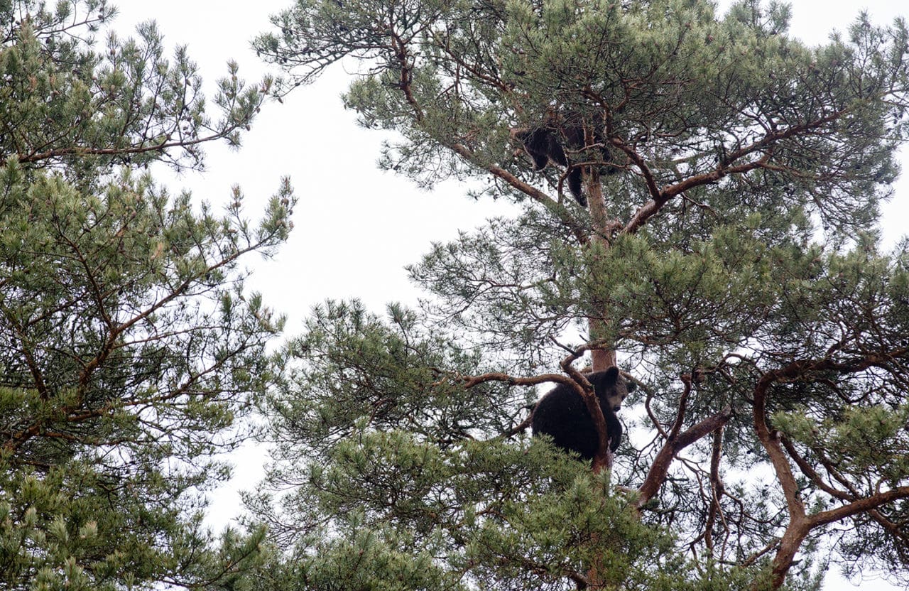 Bröderna älskar att klättra i träden, gärna när det finns åskådare.