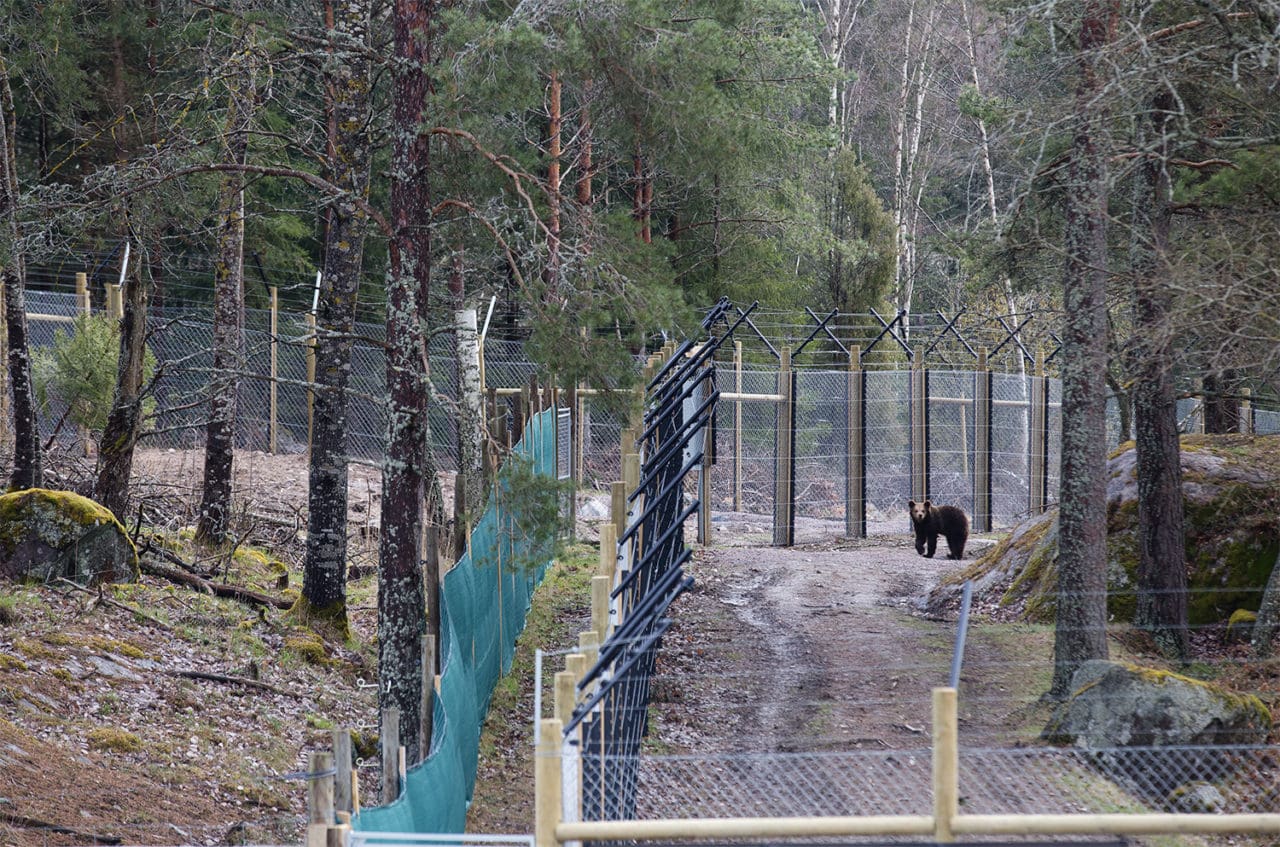 Rastgården omges med höga staket med el-stängsel och nedgrävda armeringsjärn. Till vänster testhägnet.