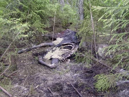 Björnriven älg strax utanför bebyggelsen i Kvarnlund, fyra mil utanför Umeå. Björnstammen är för stor och situationen börjar bli ohållbar, tycker Nils-Erik Karlsson, som tagit fotot endast 130 meter från närmaste hus i byn.