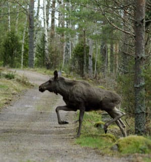 Jägareförbundets älgförvaltning på Öland kommer att leda till allvarliga skogsskador, varnar JRF. Foto: Peter Undén