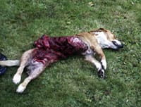 Hundar ges inget lagskydd mot vargangrepp. Fyraårige dreverhanen Jacko dödades av varg under jakt norr om Karlskoga. Foto: Leif Tallmyren