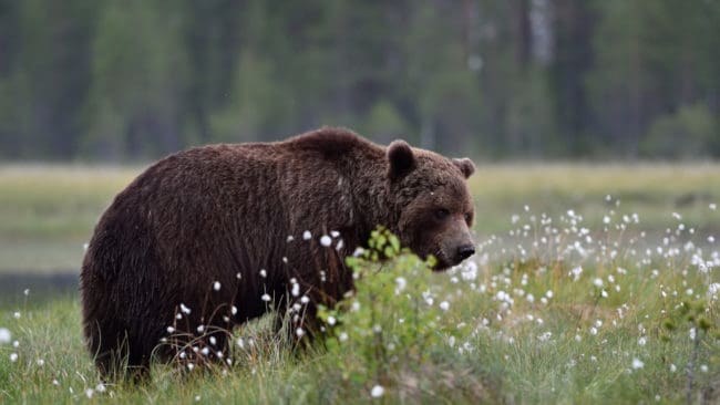 290 björnar sköts under årets licensjakt.