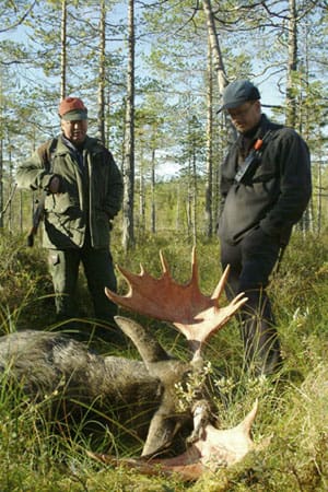 Magnus Furmark fällde denna stora tjur och startade spekulationer om var storoxen hållit till.