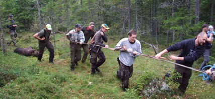 Delar av jaktlaget sliter hårt med att få ut den 209 kilo tunga björnen ur den täta planteringen.