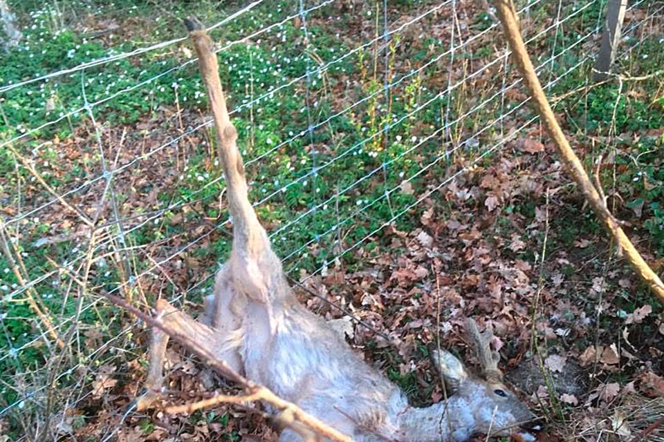 Stängslet som länsstyrelsen i Stockholm satt upp vid ett naturskyddsområde på Ekerö blev i en dödsfälla för en bock. Nu vill kommunjägaren att staketet görs om.