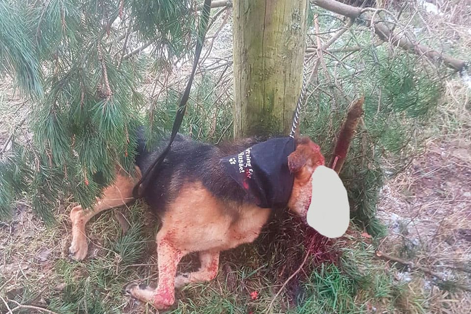 Hunden har bundits vid en stolpe och slagits ihjäl. Jägarna som upptäckte kroppen har anmält fyndet till polisen. Skadan i ansiktet har maskerats av redaktionen.