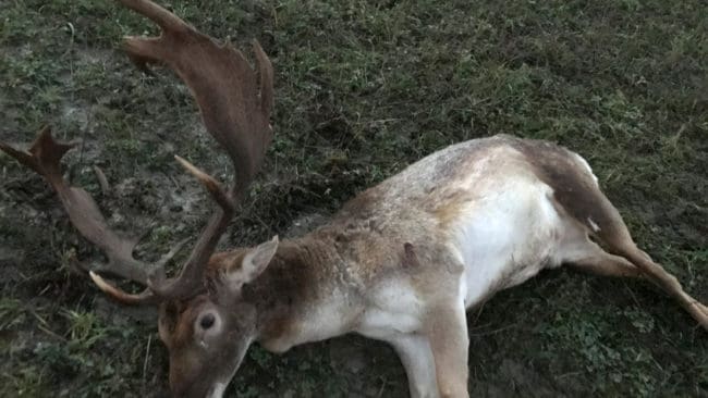 Den fällda dovhjorten utanför Gnesta i Södermanland visade sig ha två grovhagel i skallen, vilket gör att jaktbrott kan misstänkas.