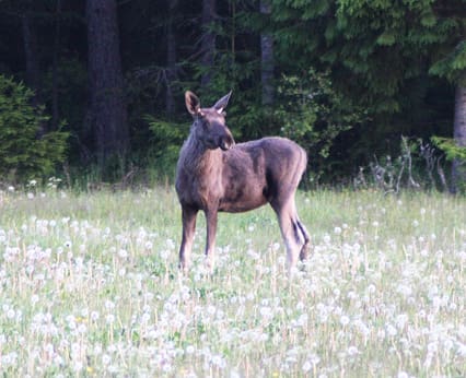 Hur mycket älg finns det egentligen i Västernorrland. Länsstyrelsen flaggar nu för att tilldelningen kan ändras mitt under pågående jaktsäsong.