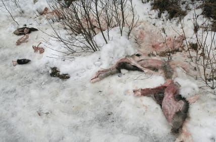 Slaktrester efter hjort och vildsvin hittades på torsdagen längs en skogsväg utanför Degerfors. 