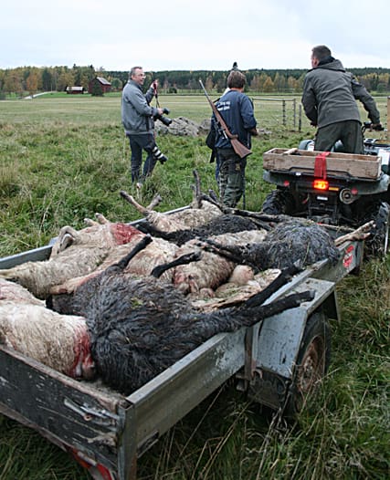 14 döda och åtta skadade. Kropparna efter de ihjälbitna fåren samlas ihop på en släpvagn. Vargarna gick rakt igenom rovdjursstängslet.