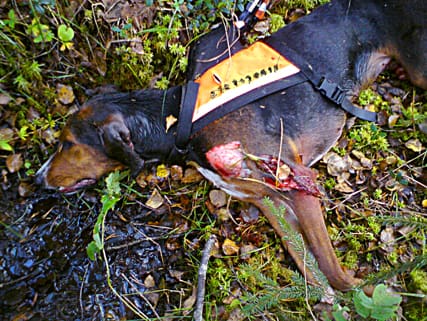 Dog i bilen. Tvååriga stövaren Tindra dog i bilen, tillsammans med husse och matte, strax innan man kom fram till djursjukhuset.