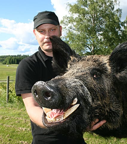 Kostade på bogmontage. Jörgen Nordh satsade 8 000 kronor på ett bogmontage av guldvildsvinet han sköt utanför Västerås.