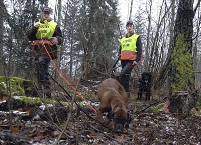 Mia Håkansson och eftersökskollegan Fredrik Lundgren. Den bästa varianten i eftersök på vildsvin är att jobba med två hundar, en hund som söker och en som ställer den skadade grisen.
