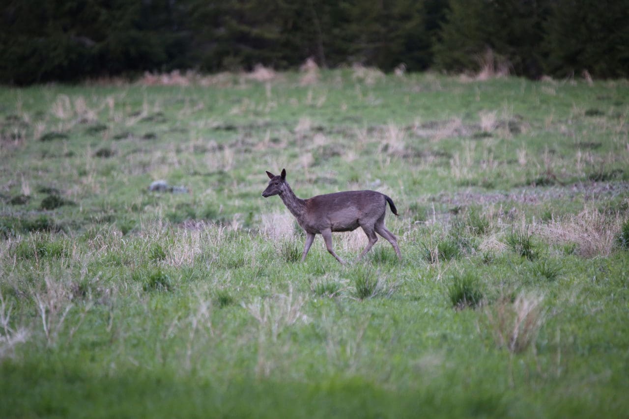 Skyddsjakterna på dovhjort ökar kraftigt i Sörmland.