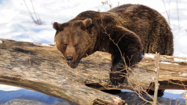 Jämtländska björnar har lockats till olagliga åtlar med griskött och bullar. (Arkivbild)