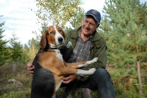 Bo Englund med stövaren Olli, som jagades av varg förra veckan. Bo och Olli jagar i Ockelbo och Åmot, där jägarna gått samman i småviltsjakten på 33 000 hektar – för att minska riskerna för vargattacker på småviltshundarna.
