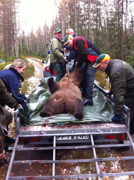 Rejält stor hona. Björnhonan som sköts i självförsvar utanför Mora uppskattas ha vägt mellan 180 och 200 kilo.