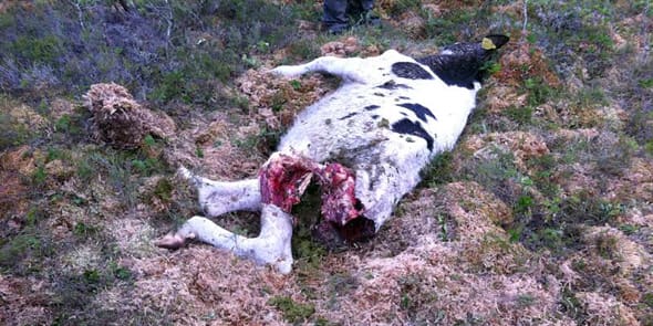 Vargdödad. En kviga har hittats vargdödad. Sex kvigor saknas fortfarande.