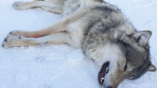 Jakten på vargar i Hedmark flyttas fram till senare i december för att undvika att den GPS-märkta flyttvargen skjuts av misstag.