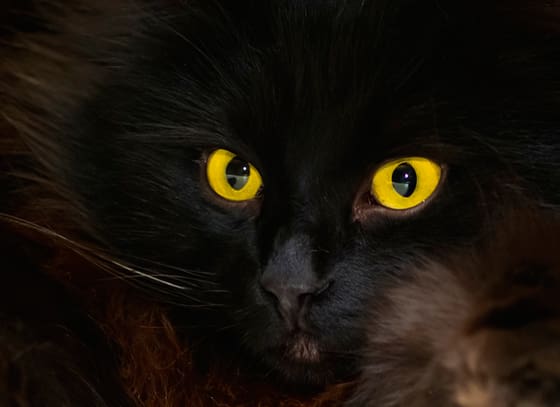 Jägare kan få kattögon? Den som vill nattjaga lika effektivt som en katt kan på egen risk testa att injicera Chlorin e6 i ögonen.