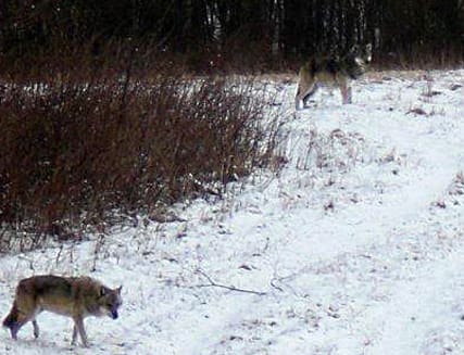 Fotograferade 21 april. I torsdags morse jagade två vargar kor i en by i södra Dalarna. Det misstänks vara samma vargar som fotograferades i byn för nästan exakt en månad sedan.