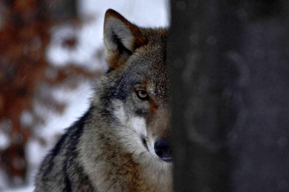 Både i Sverige och Norge har licensjakten på varg överklagats i olika instanser. I Sverige står beslutet om 24 vargar fast, i Norge minskas antalet från 32 till tio.