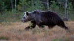 Inte bara i vildmarken. Björnarna i Jämtland syns allt oftare nära bebyggelse.