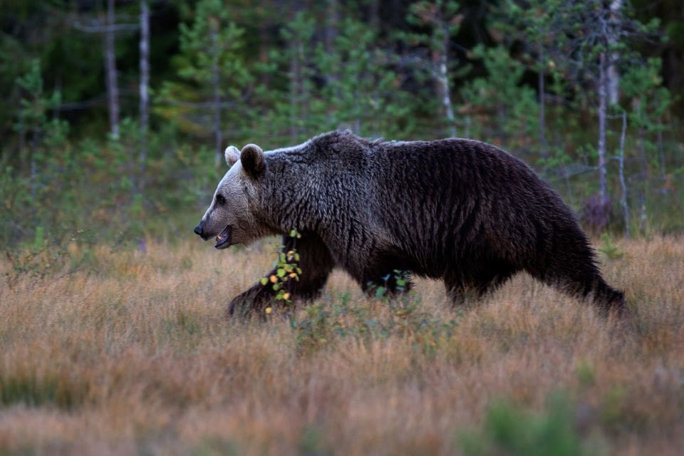 Inte bara i vildmarken. Björnarna i Jämtland syns allt oftare nära bebyggelse.