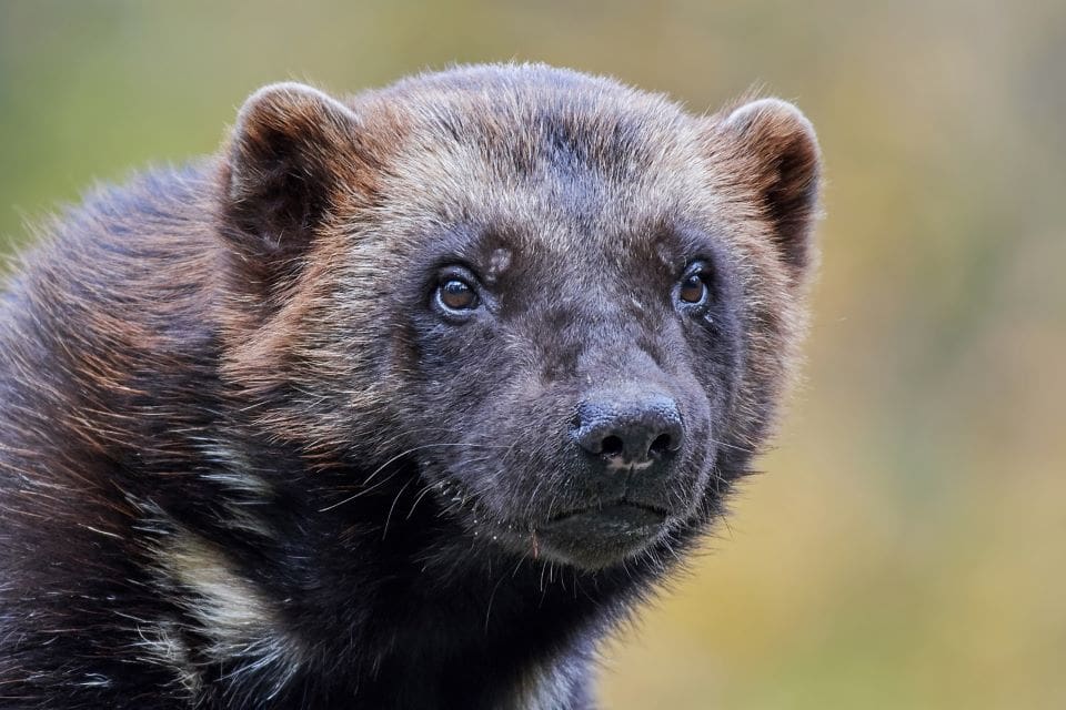 Svåra förhållanden under inventeringen kan ha gjort att siffran gällande antalet järvar i Jämtland kan vara i underkant.