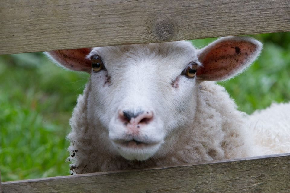 Tidigare i höstas hade fårägarna i Skåne stora problem med varg. Nu har återigen ett misstänkt angrepp skett.