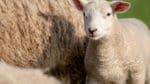 Genom flera olika åtgärder har man i Norge under en tioårsperiod lyckats halvera antalet rovdjursdödade får.
