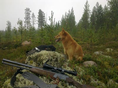 Hur länge går det att njuta av löshundsjakten?