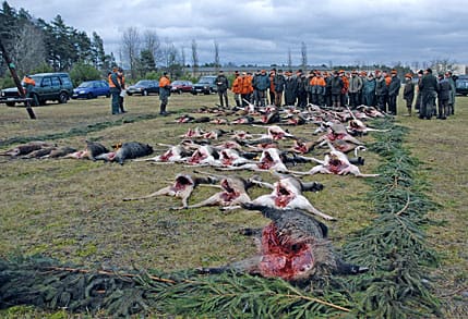 Under en jakt kan det falla mycket vilt. Denna jakt strax över 60. På en av markerna sköts det i december 2005 126 kronvilt, tio grisar samt några dov på en tretimmarsjakt.