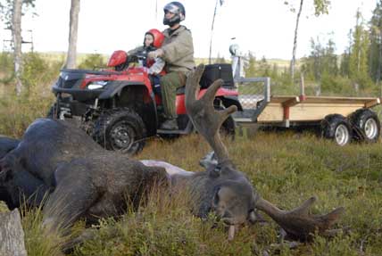 Det är tillåtet att använda terrängfordon för hämtning av älg, hjort, vildsvin och björn.
