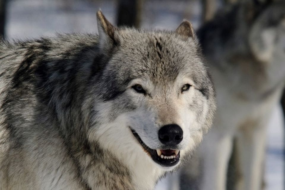 En av de två vargar som stört rennäringen söder om Kiruna är avlivad. Den andra har inte visat sig på sistone.