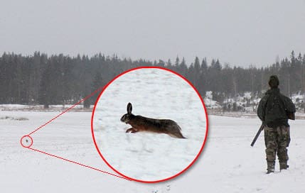 Nu är det spännande. Elias står alldeles stilla när haren (se röd ring) i full fart kommer över fältet, inte det minsta bekymrad över att två jägare skjutit bom.