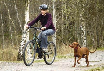 Att cykla med hunden är det vanligaste sättet att träna upp konditionen före jakt.