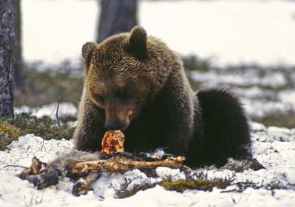 De flesta björnar kommer fram till åteln först när det är mörkt.