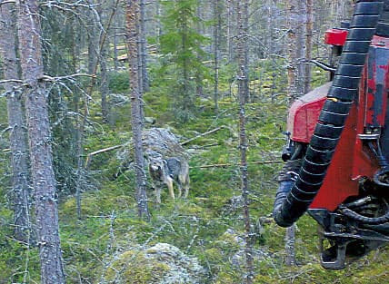 Vargen var fem-sex meter från skogsmaskin i runt en timme.