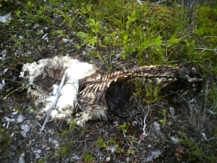 Vems hund? Resterna efter en hund har påträffats i Aamäckreviret. Det finns dock ingen rapport om någon saknad hund.