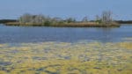 Skyddsjakten på 50 skarvar vid sjön Ajkesträsk på Gotland kan bli ett pilotfall eftersom den görs för att stoppa övergödningen när storskarvarna blir miljöbovar med sin spillning.