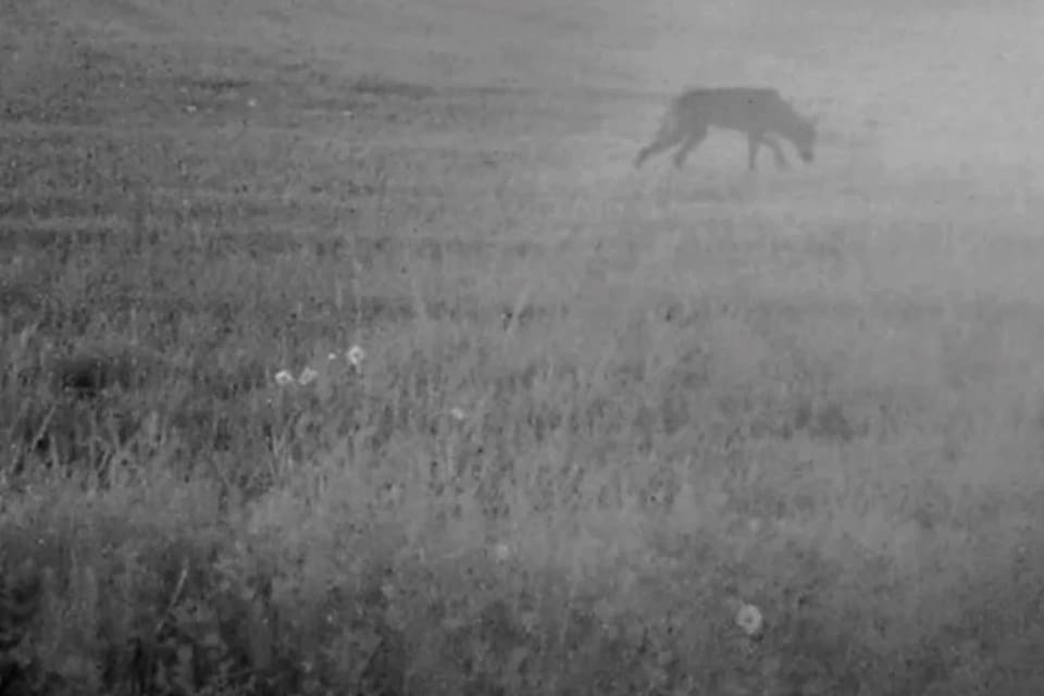 En viltkamera avslöjar en varg i byn Samuelstorp på Åland. Ett försök på Åland att ändra jaktlagen och ge en generell rätt att skjuta angripande vargar får bakläxa av Högsta domstolen i Finland.