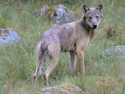 Fårdräparen får inte skyddsjagas eftersom det kan dyka upp en annan, genetiskt viktig, varg i området. Här är vargen fotograferad i Ålaryd den 15 juni när den kom till fårhagen för att leta efter fler får. Natten före hade 14 får dödats eller skadats i en vargattack.