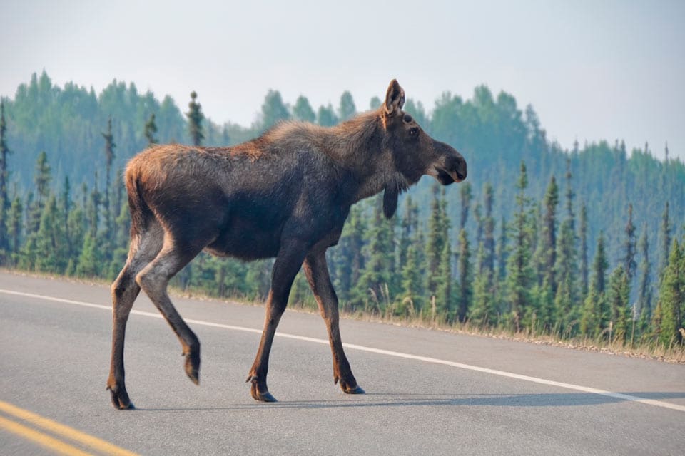 Älgar i Alaska ska följas via radiosändare för att se hur de beter sig nära vägar.