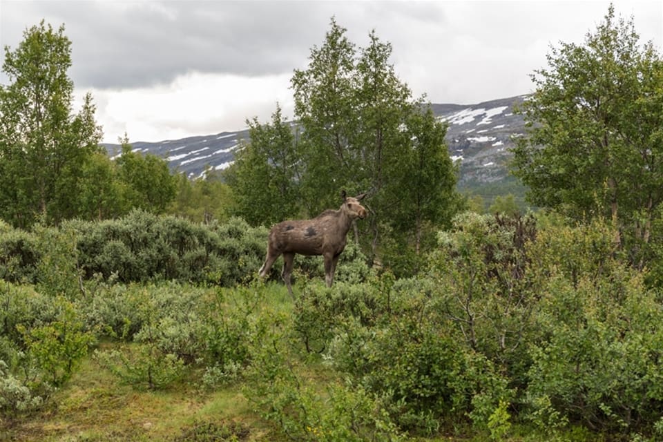 I Jämtland är älgjakten fortfarande billigast, åtminstone om man ser till fällavgiftens storlek.